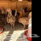 بيع دجاج بلدى وتركى ومفتل بياض