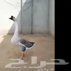 مطلوب وز عراقي مطلوب