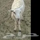 6-Month-Old - Below Healthy Livestock Sheep