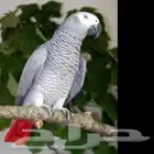 مطلوب ببغاء