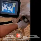 فحص سونار 5 ريال وتحصينات الحلال