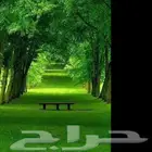 وظيفة سائق  سائقة توصيل ركاب