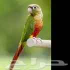 مطلوب كنيور