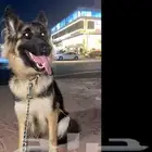 كلب جرمين شيبرد للبيع السعر في متناول الجميع