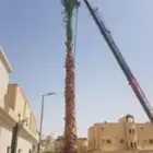 يوجد لدينا جميع انوع انخيل وزيتون واشجار ازينه