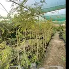 شتلة سيسلبينيا او زهرة الطاووس