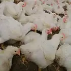 انا مشرف مزارع دجاج ابيض تسمين المملكه العربيه السعوديه