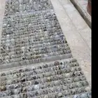 بيض سمان مخصب تخصيب عالي