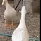 بط للبيع