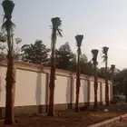 نخل واشنطن زينه