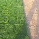 ثيل نجيله طبيعي C2000 فرنسي ياباني ظل افضل سعر