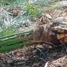 يوجد الدينا نخيل عربي البيع