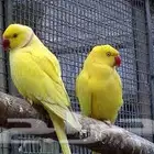 زوج دره هولندي لاتينو