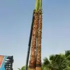 يوجد لدينا جميع انوع انخل والشجار