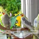 فندقه طيور