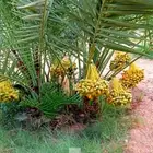 نخل واشنطني نخل اخلاص سكري صقعي هلالي غر نبوت سلج