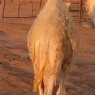 حشوان لباني العمر 7 شهور