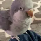 كويكر ضايع بمحمديه