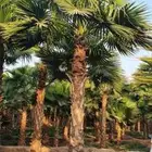 نخل واشنطني