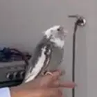 كروان ضايع