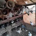 حمام للبيع جمله