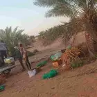 الي يشتي صرامين لتمر يتواصل معي علا الرقم