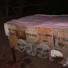 للبيع 8 نحل بلدي