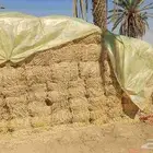 موجود البرسيم شد 75.80 حا ل سوق الماشية