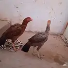 دجاج باكستاني