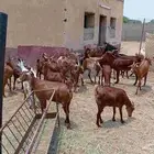 ماعز دهم محايليات