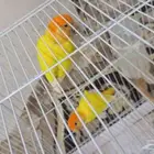 زوج روز اورنج منتج