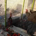 ديكه باكستاني ما شاء الله