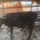 بقرة هولندية