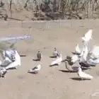 حمام بلدي باكستاني ايراني