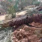 نقايل للبيع فنخاء مجدول صقعي هلالي خلاص سكري