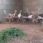 ديك رومي
