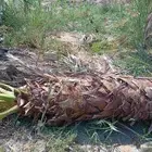 ابوياسين لبيع جميع انواع النخيل البلدي والواشنطن والفسيل