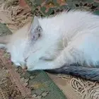 قطه للتبني انثى