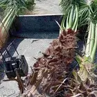 ابوياسين لبيع جميع انواع النخيل البلدي والواشنطن