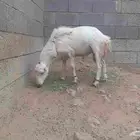 كبش فحل