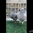 مودينا امركي