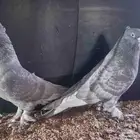 حمام تركي...لون. اوبل