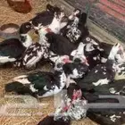 بط مسكوفي أصل مصري بح شحم وطعم