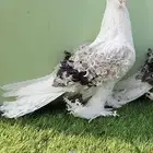 انثئ حمام فرل باك أو مفتل