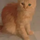 نظارات شمسية ذكية ممتازة مريحة   قطط للتبني