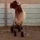 للبيع مشاريع فحول جذعان وثنيان خصم