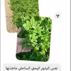 برسيم