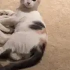 قطه للتبني