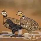 سمان بوب وايت الأمريكي