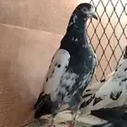 تم البيع 3 ازواج تيدي تم البيع